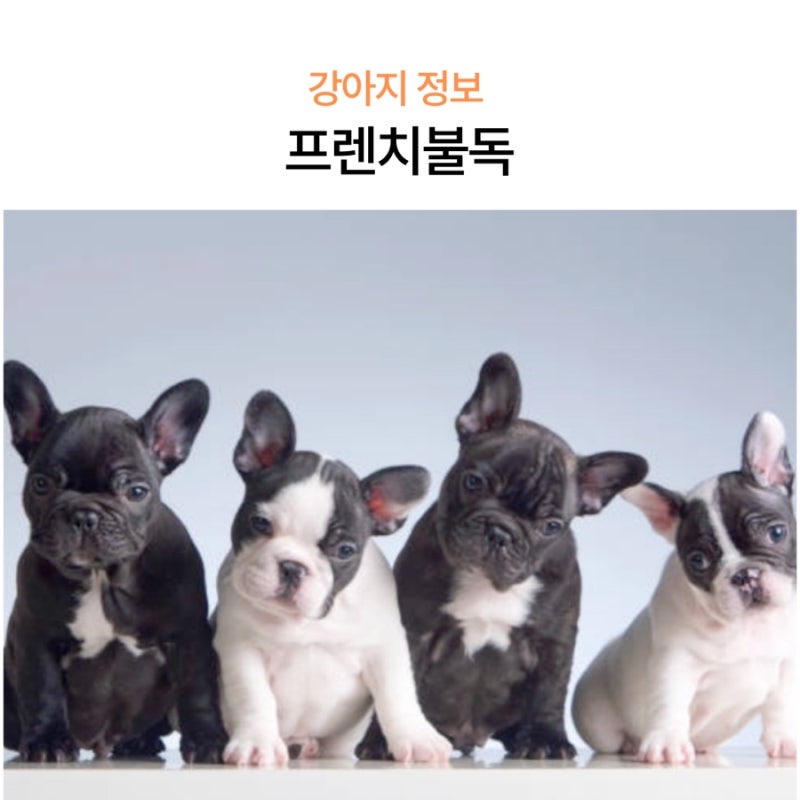 흑백 얼룩덜룩한 프렌치 불독