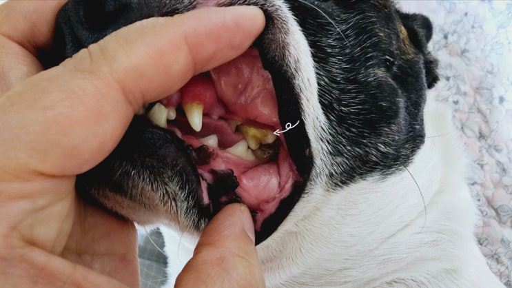 헨로포우 강아지 양치펜 한달 사용후기 (언벌리버블!)