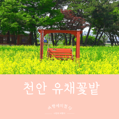  천안유채꽃밭 충남 천안 성환읍 봉선홍경사갈기비 유채꽃볼만한곳추천 천안8경