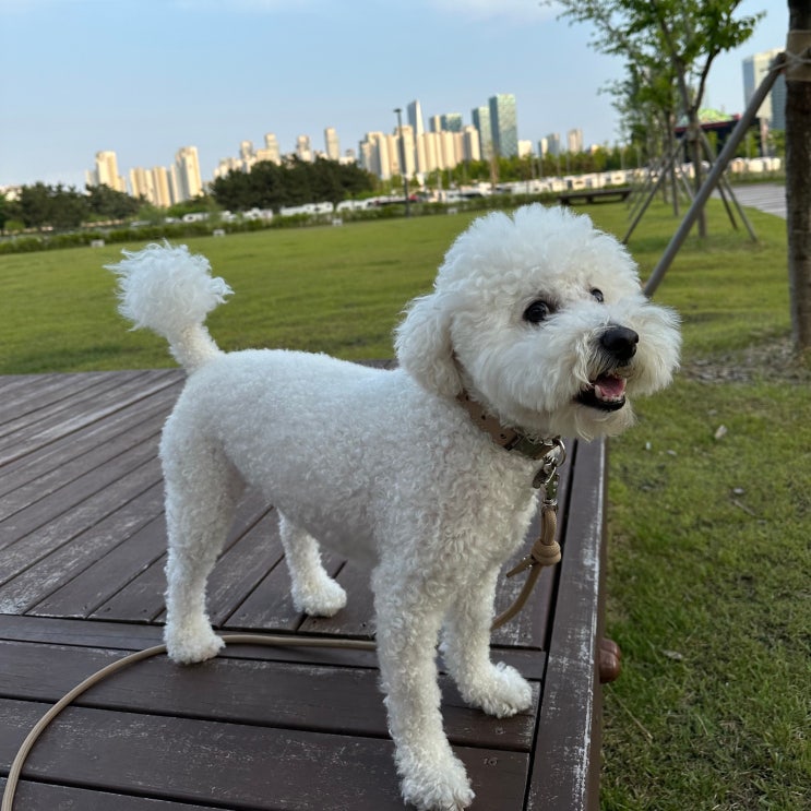  강아지 침흘림 그냥 넘기지 마세요