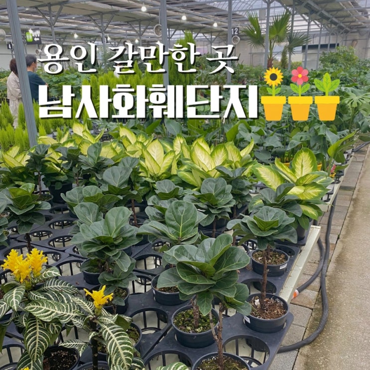  용인 남사화훼단지 데이트코스로 갈만한곳 반려식물 맞이했어요