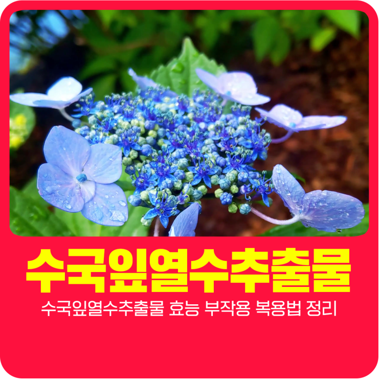  수국잎열수추출물 효능 부작용 복용법 정리