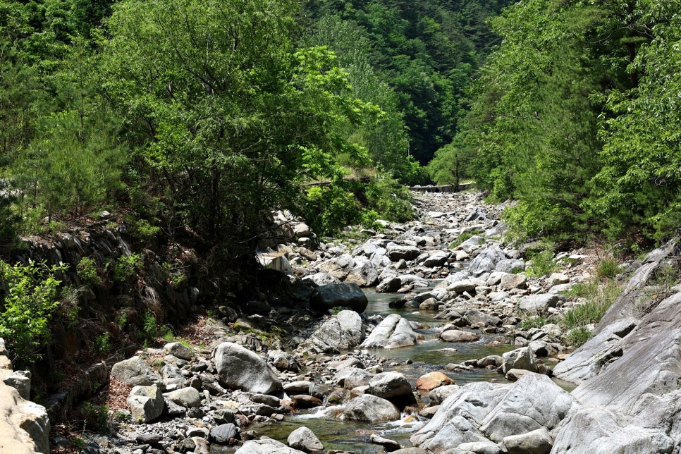 선골 사진 4