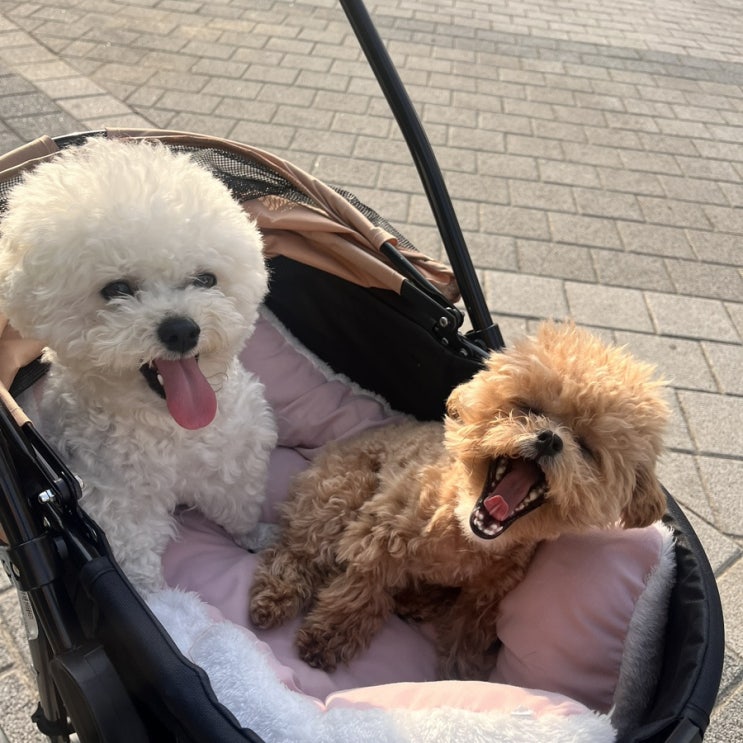  아파트 축제를 진정으로 즐길 줄 아는 밁쿵희네 / 수영 대회 / 장기자랑