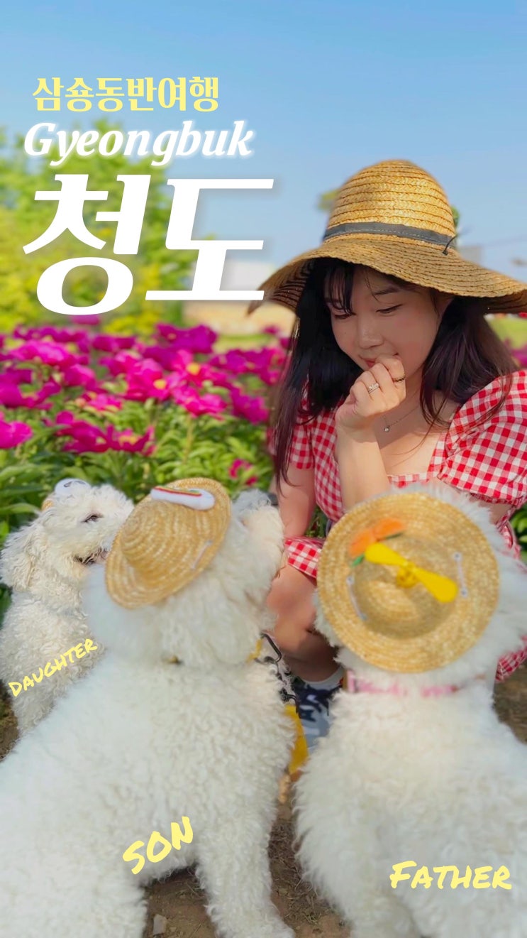  색다른 경주여행 숲에서 바다까지 / 청도 애견동반 여행
