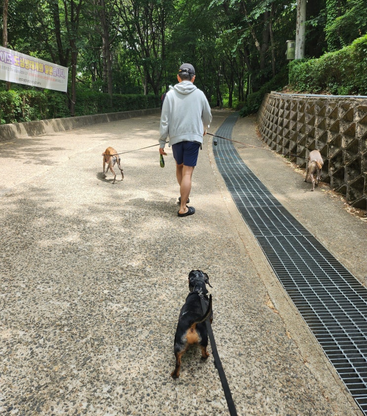  [강아지 일상] 용왕산 근린공원 반려동물 운동장