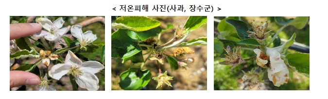 농식품부, 농작물 냉해피해 정밀조사 기간연장 농식품부, 농작물 냉해피해 정밀조사 기간연장
