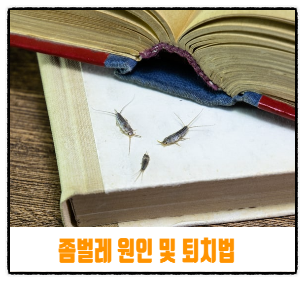  좀벌레 퇴치법 원인 좀벌레 옷 관리법
