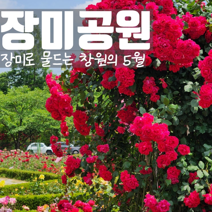  경남 창원 장미공원 꽃놀이 아직 만개 상태