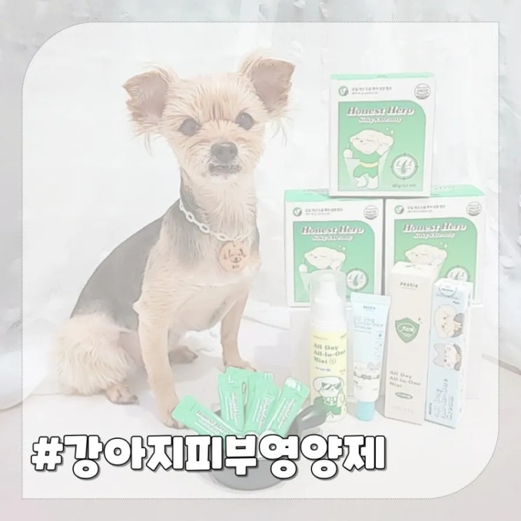  강아지 각질 피부염 걱정될 때 반려동물 피부영양제 페스티