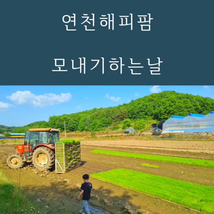  모내기시기 모내기하는날 올챙이와 개구리