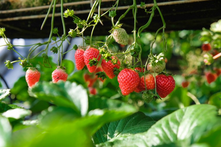딸기 재배의 계절별 팁과 요령