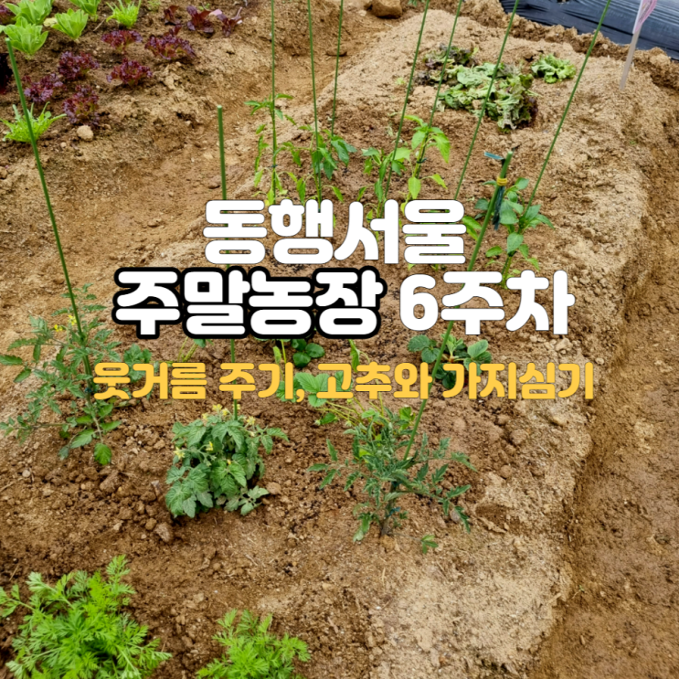 서울친환경 주말농장 6주차