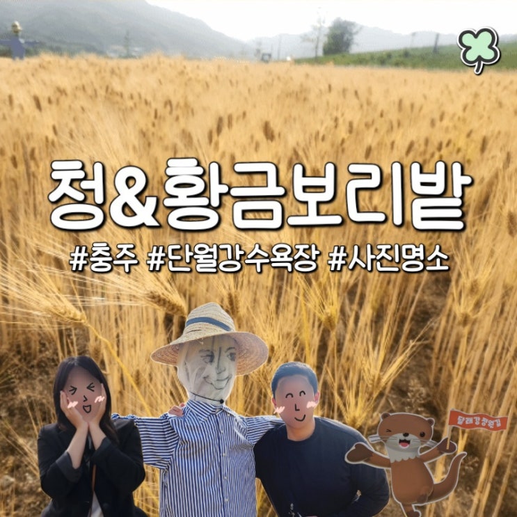  충주 단월강 청보리밭 황금보리밭 달래강정원길 산책 코스로 추천