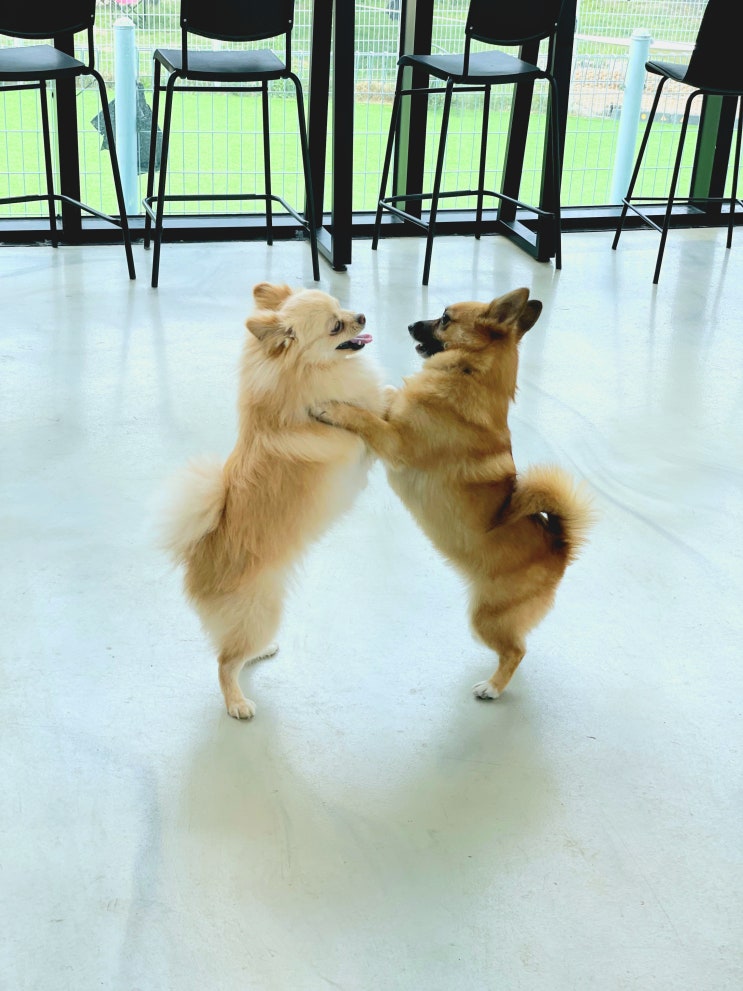  분당애견유치원 :) 라드독