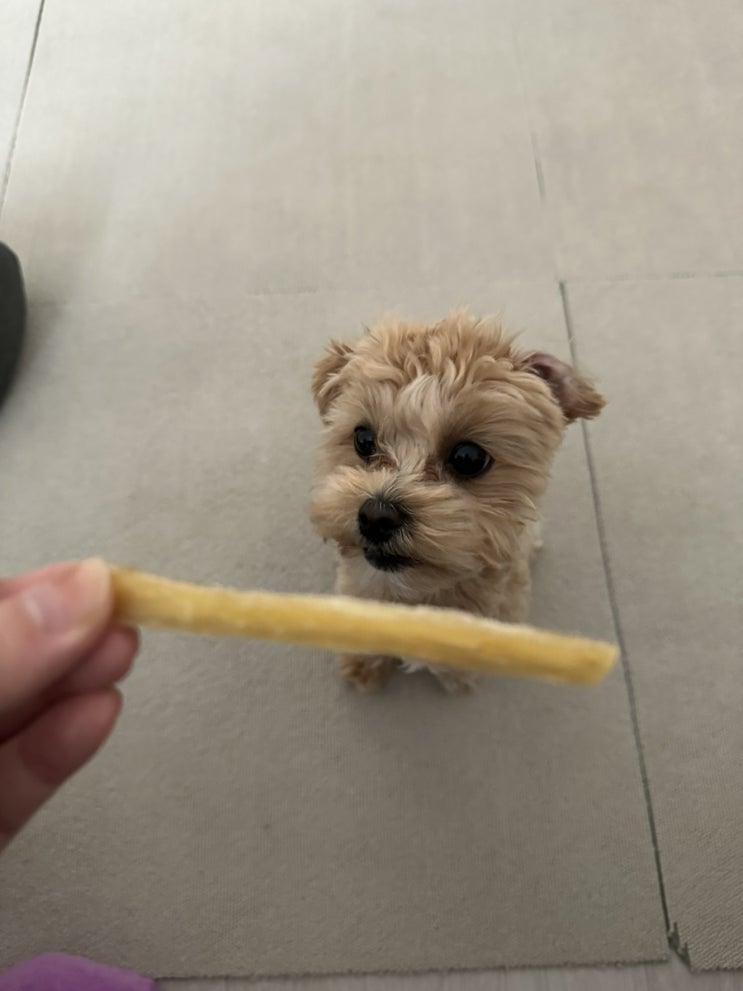  [ 강아지 수제간식 만들기] 소떡심 으로 뭉이 간식 직접 만들기  / 강아지 껌 간식 만드는 과정 + 뭉이 시식