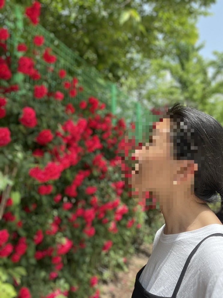  장미가 만개한 공도 도서관 가는 길