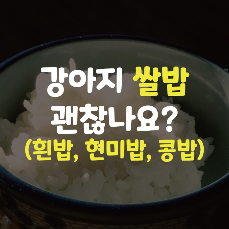 강아지 흰쌀밥, 현미밥, 콩밥 먹어도 되나요?