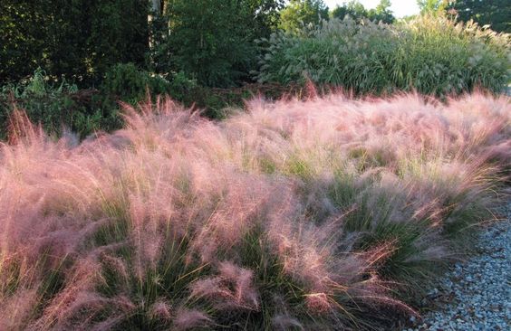  핑크뮬리(Muhlenbergia capillaris) 관리 방법