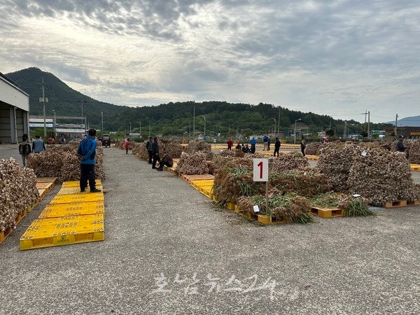  전남도, 정부에 2023년산 마늘 가격안정 선제적 종합대책 건의