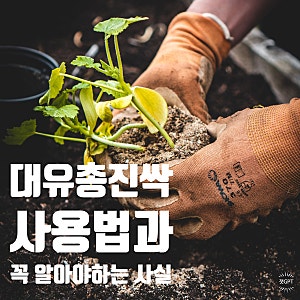 대유총진싹 입제 액제, 총채벌레 퇴치를 위한 정확한 사용법과 꼭 알아야 할 사실