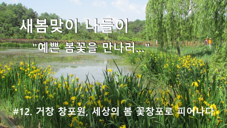 #12. 거창 창포원, 세상의 봄 꽃창포로 태어나다 #12. 거창 창포원, 세상의 봄 꽃창포로 태어나다