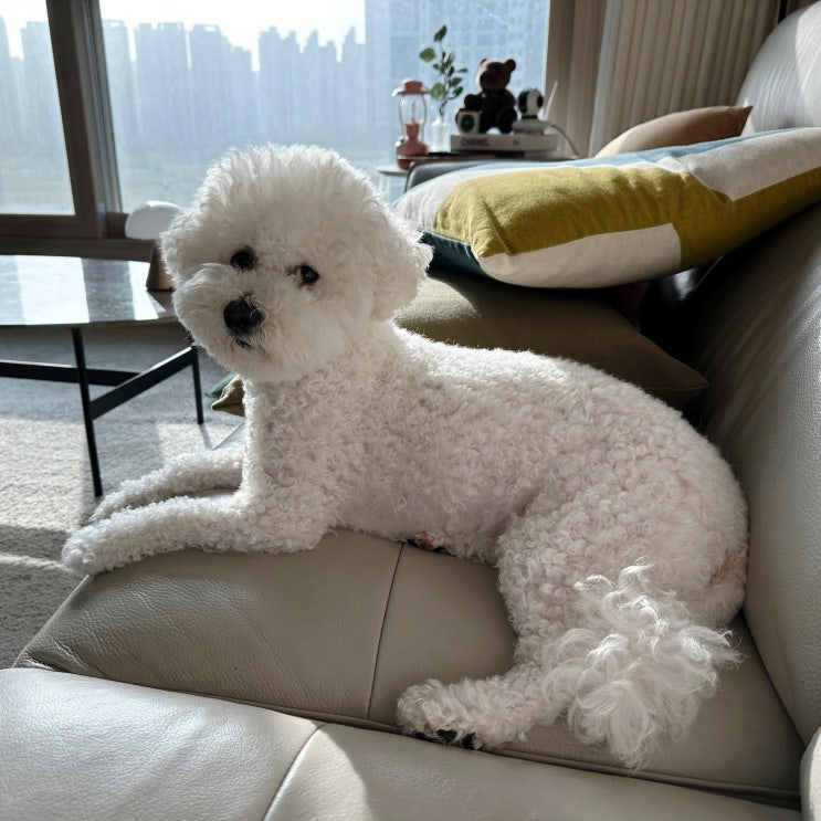  강아지 알파증후군 원인과 증상 훈육으로 교정하기