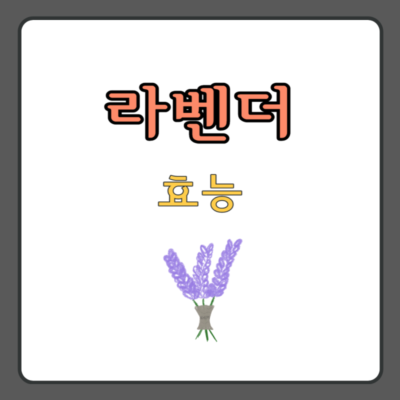 라벤더 효능 (라벤더차 심신안정차) : 네이버 블로그