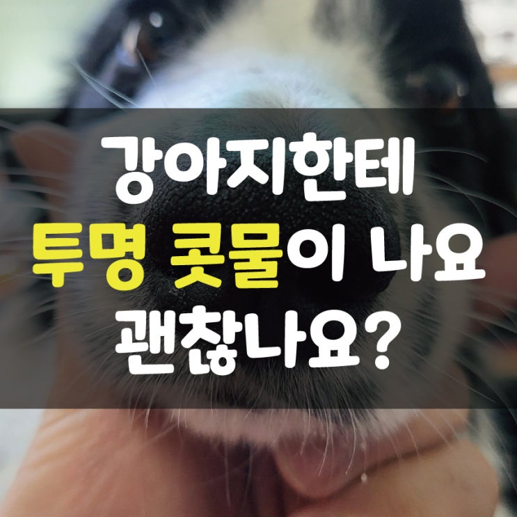 강아지 맑은 콧물, 어디가 아픈 걸까요?