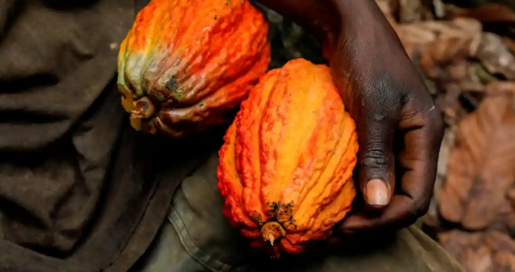 코코아 재배가 서아프리카의 보호림을 파괴하고 있다는 연구 결과가 나왔습니다
