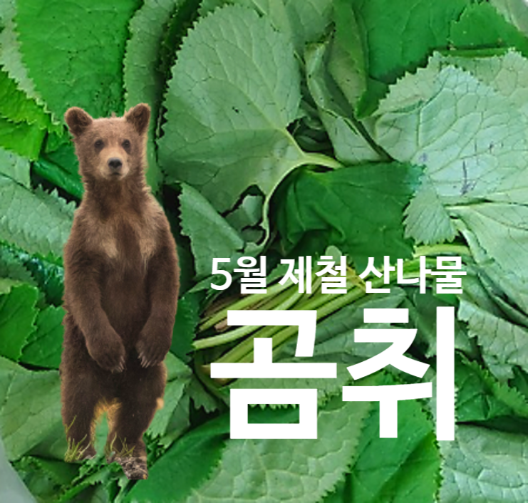  곰취효능, 5월제철산나물 곰취먹는법 5가지