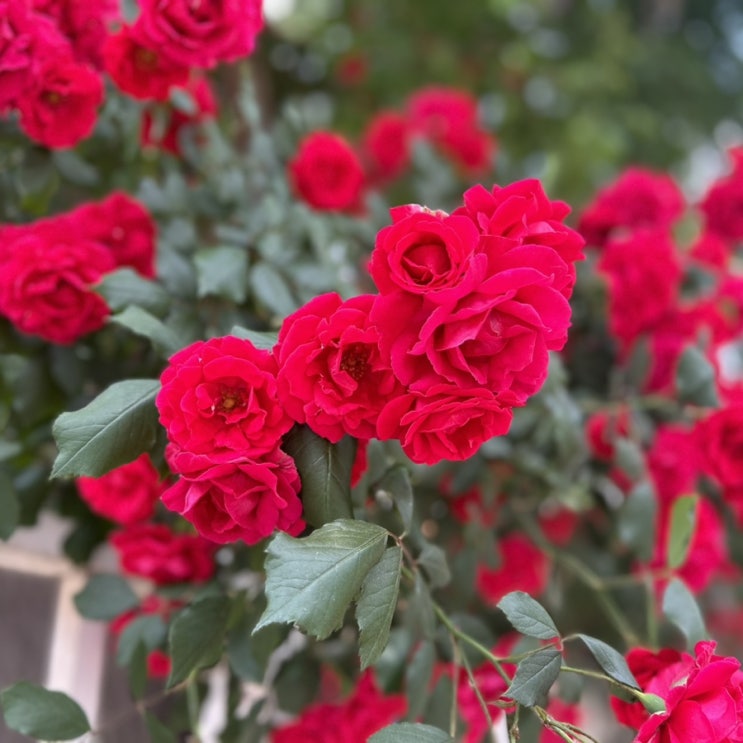  [Rose Lover Club] 주말에 가기 좋은 장미축제_ 국내 장미꽃 명소