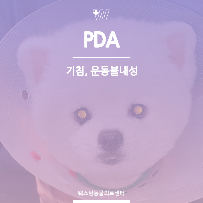 PDA수술 | 운동불내성 기침 <b>선천성심장병</b> | 웨스턴동물의료센터