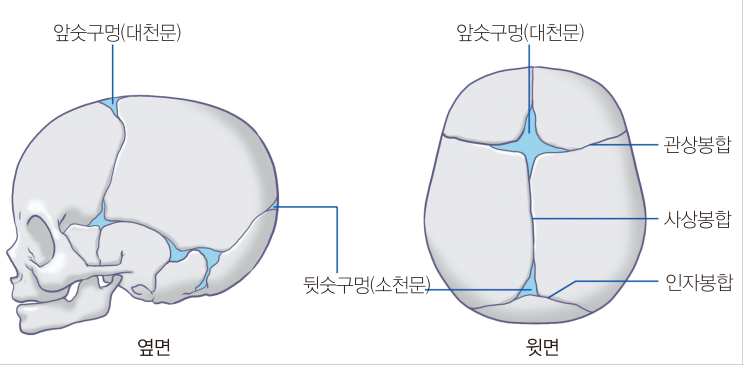  갓난아기(신생아의) 이해(체중, 키, 머리둘레), 대천문, 소천문, 반사행동