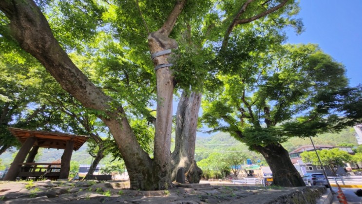 월광수변공원 수밭골 댑따 큰 당산나무 느티나무 4그루