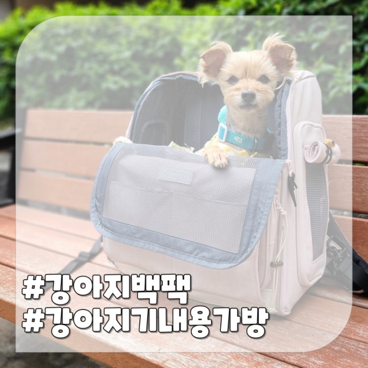 강아지 백팩 버스 지하철 비행기 탑승 가능한 구루구루 위고백핏 이동가방