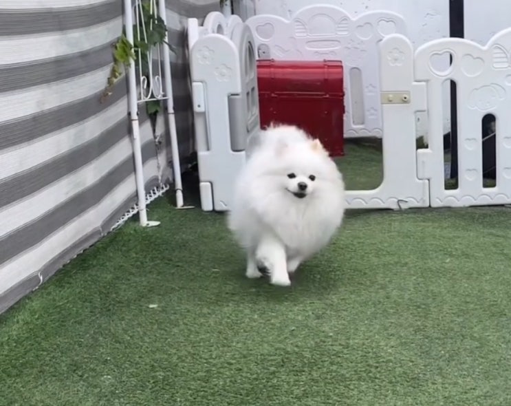  강아지 맡기는곳 어떤데를 보내야 할까요?
