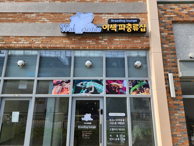  동탄파충류샵 :: 동탄크레스티드게코 왁크레스티