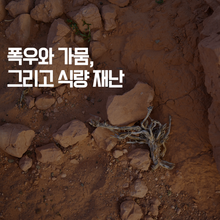  [심플플래닛의 심플두잇] 폭우와 가뭄... 그리고 식량재난?