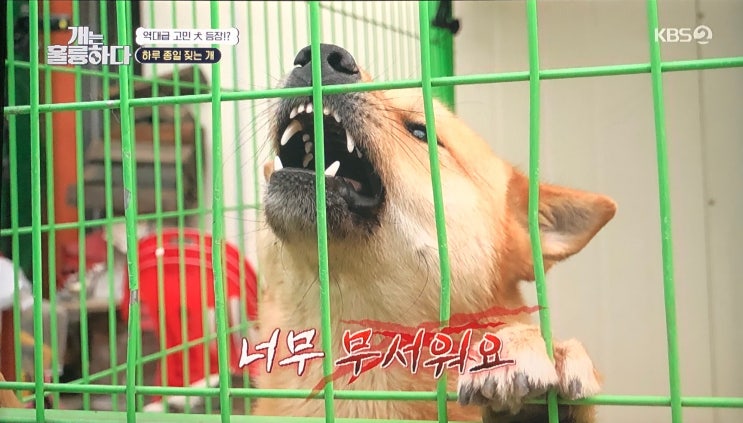개는 훌륭하다, <b>개훌륭 강형욱</b> 훈련 거부 보문이 카센터 입마개... 