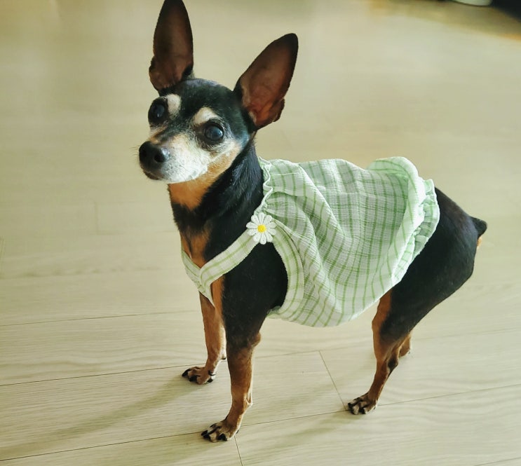 강아지옷쇼핑몰 멍플리 "진드기,더위예방+귀여움장착 강아지옷쇼핑몰 멍플리 "진드기,더위예방+귀여움장착