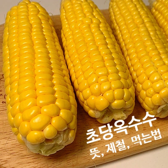 제철채소 땅끝 제주초당옥수수 찌는법, 먹는법 4가지