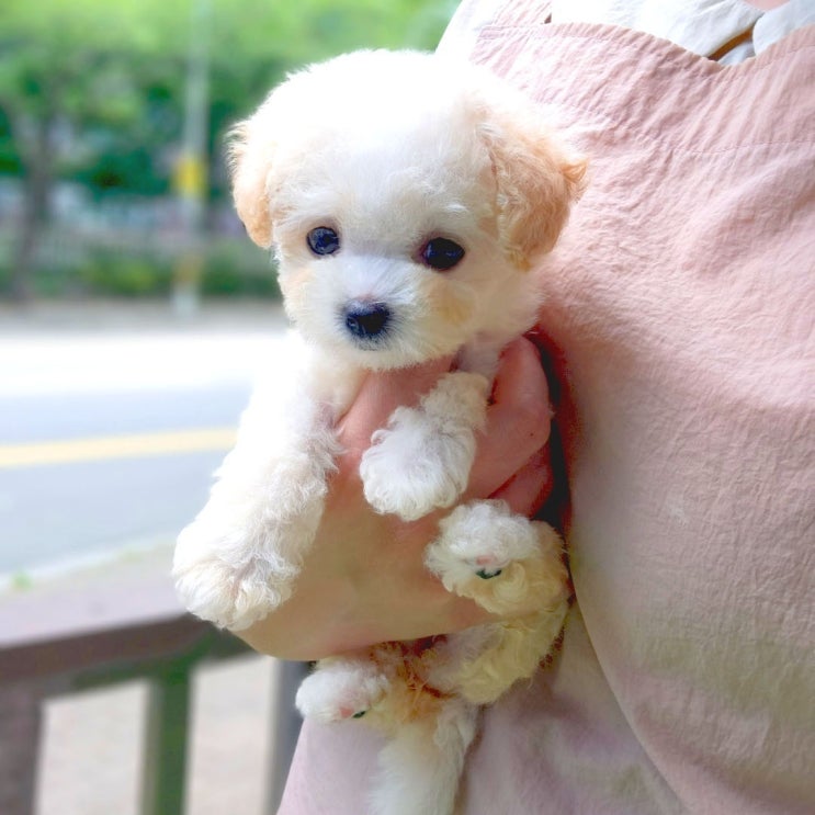  김해강아지분양 건강한 강아지 분양할 수 있는 베베몽