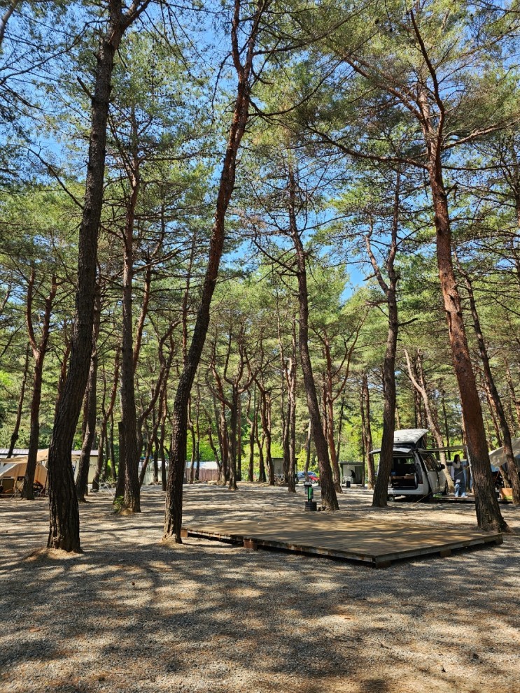 [ 양양 ] 깔끔한 해송 캠핑장 - 양양 솔바다 캠핑장