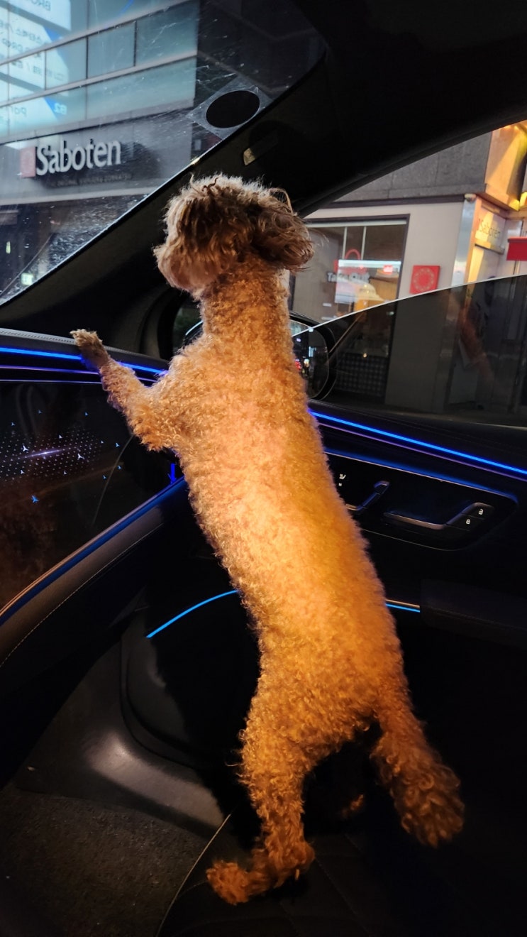  반려견 똘똘이 푸들 봄이! 푸들 성격 알아보기. 하루종일 언니 바라기!!