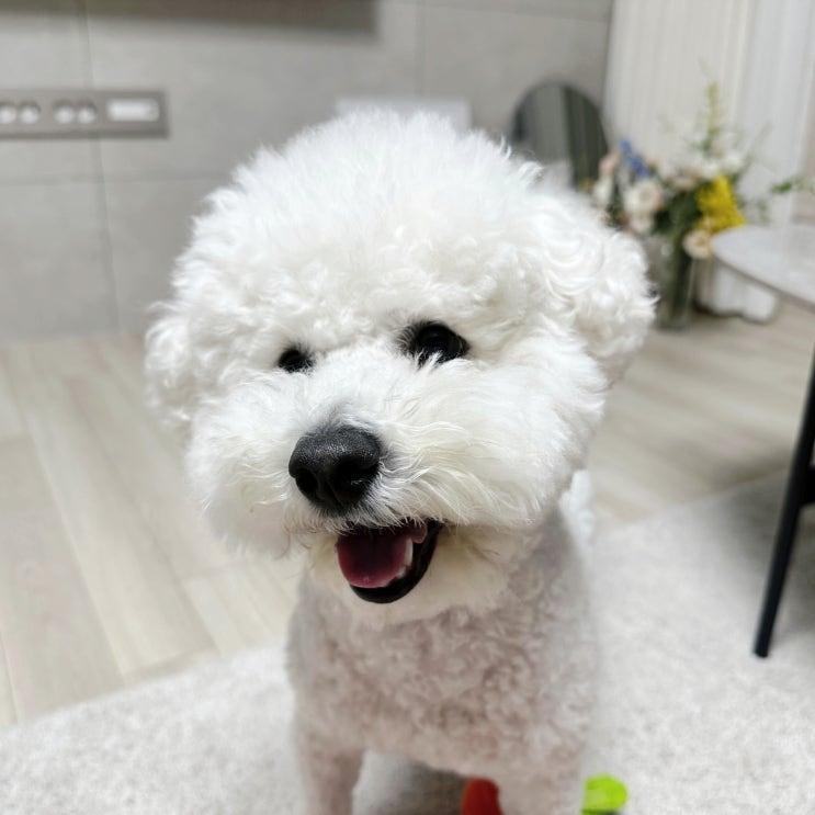  강아지 오줌지림 희뇨와 요실금의 차이
