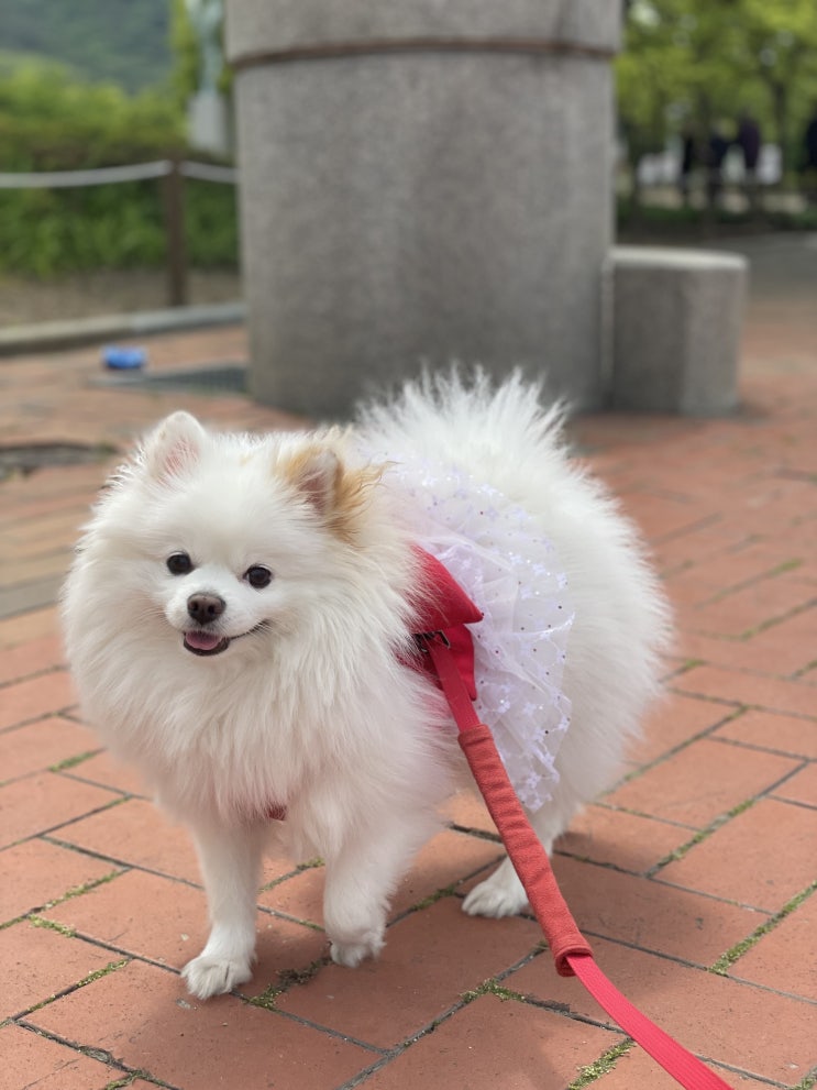  강아지 여름 산책 시간과 주의사항