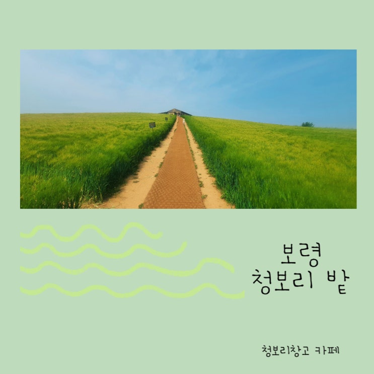  푸릇푸릇한 보령 청보리밭 / 이재곧죽습니다 촬영지
