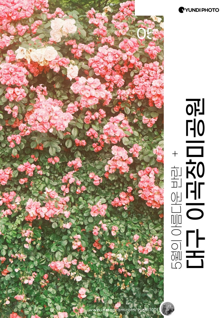 대구가볼만한곳 이곡장미공원 대구가볼만한곳 이곡장미공원