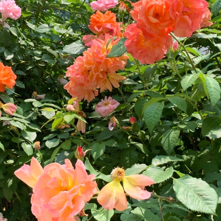  [Rose Lover Club] 주말에 가기 좋은 장미축제2_ 국내 장미꽃 명소
